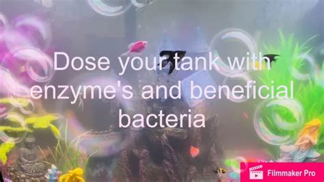 How To Fix A Bacterial Bloom In Your Freshwater Aquarium A Step By