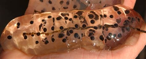 Jefferson Salamander Eggs