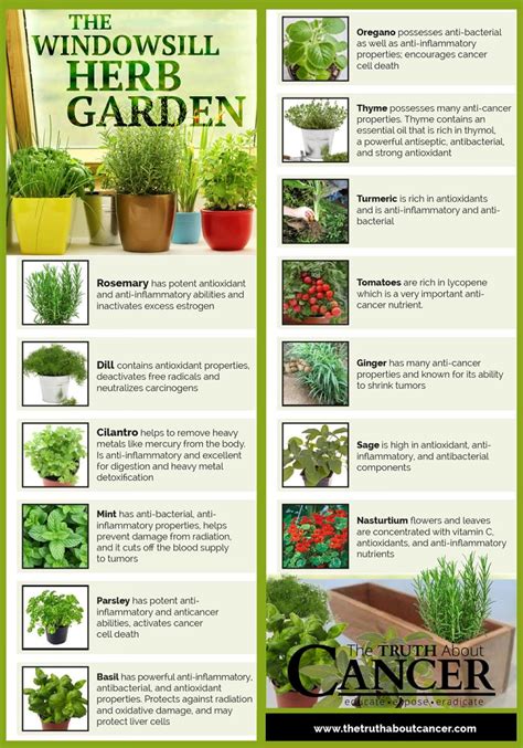 Infographics That Ll Teach You Everything About Growing An Indoor