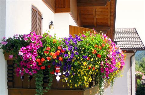 Piante Da Balcone Floricoltura Burlon