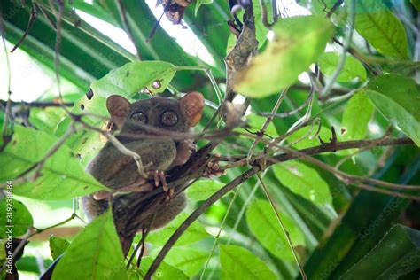 Philippine tarsier in Bohol Island Stock Photo | Adobe Stock