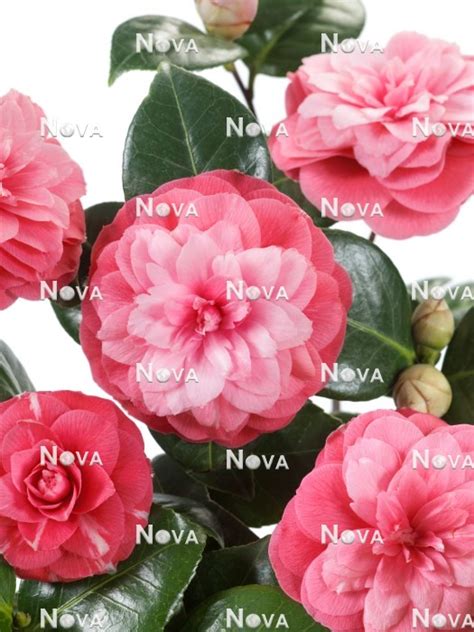 Camellia Italiana