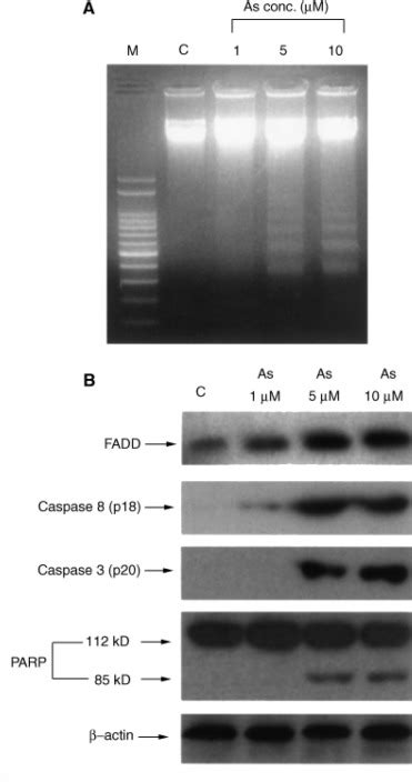 Arsenic Induces Human Keratinocyte Apoptosis By The FAS FAS Ligand