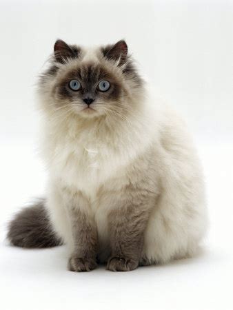 Birman Cat Breed - Cats Breed