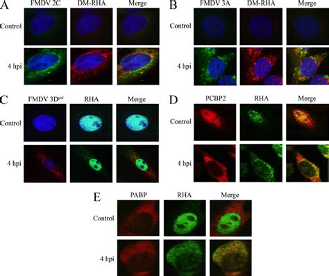 Cytoplasmic Rha Overlaps With Viral And Cellular Components Of The Fmdv