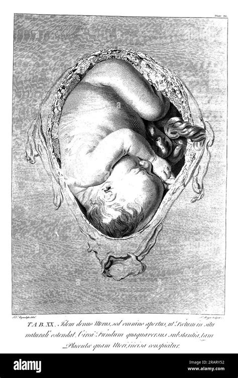 Anatomia Dell Utero Gravido Umano Immagini E Fotografie Stock Ad Alta