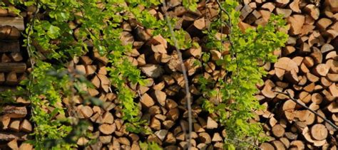 Noobhero Blogg Se Sandra Orlow Nude Fuck