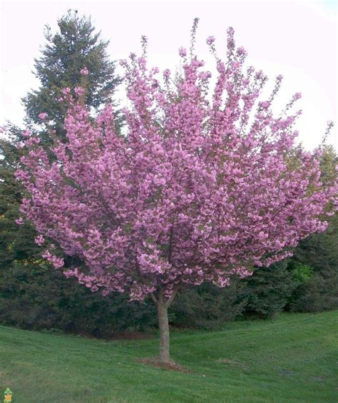 Amazon Pixies Gardens Gallon Kwanzan Cherry Tree Blooms In