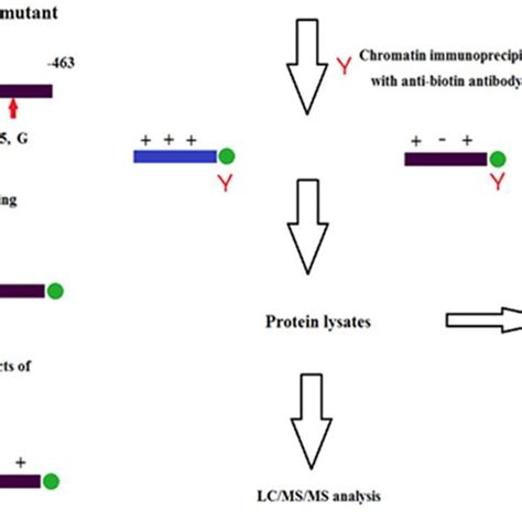 Chromatin Immunoprecipitation Analysis Flow Biotin Labeled Synthetic