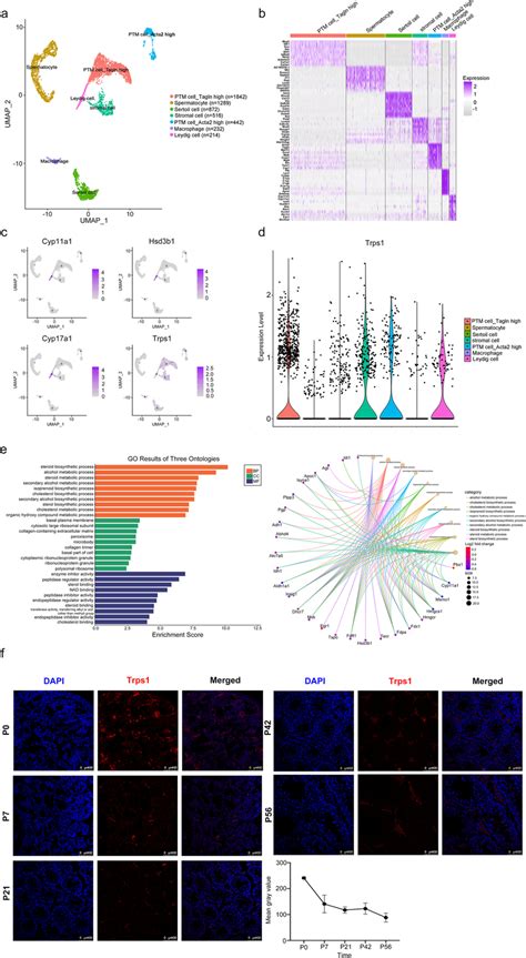 Single Cell Rna Sequencing Of Postnatal Day 7 P7 Mouse Testes A