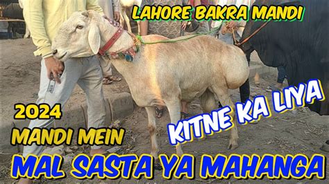 Kitne Ka Liya Qurbani Ka Janwar Bakra Eid Kitne Ka Hona Chahie