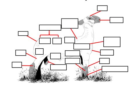 External Parts of a Ram Diagram | Quizlet