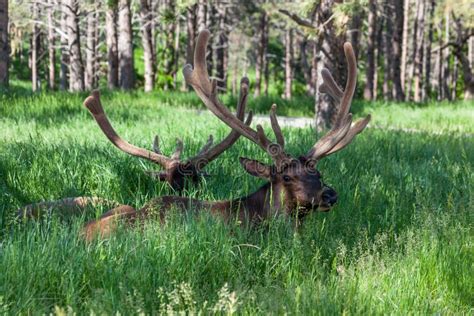 Elk Resting In Spring Grass Stock Image Image Of Antlers Adventure 143189333