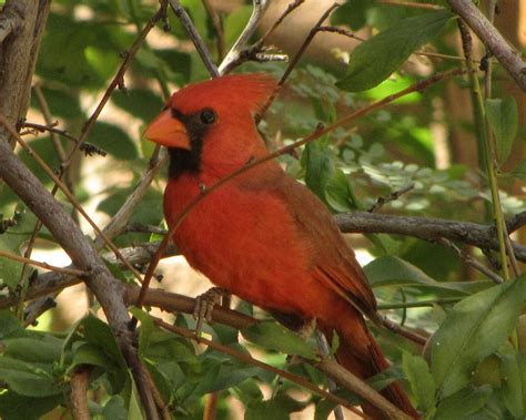 Desert Colors: Baby Cardinals