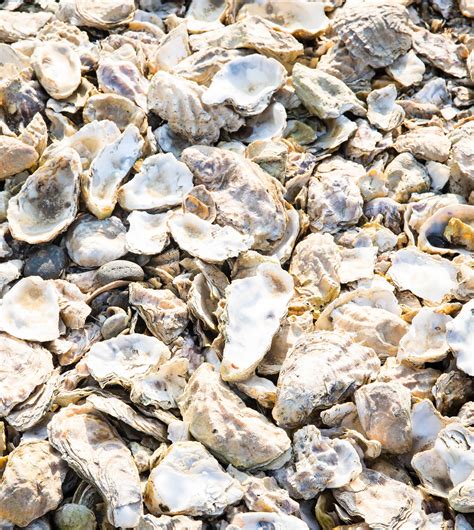 Our work – Wild Oysters project
