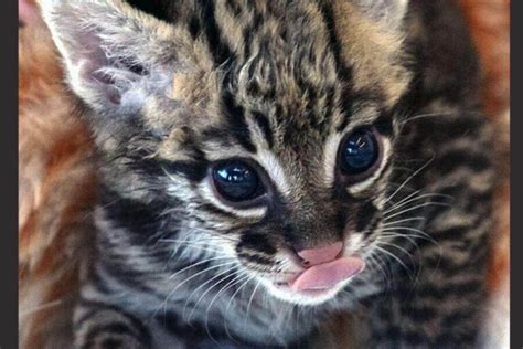 Baby Ocelots: Everything To Know About Ocelot Kittens