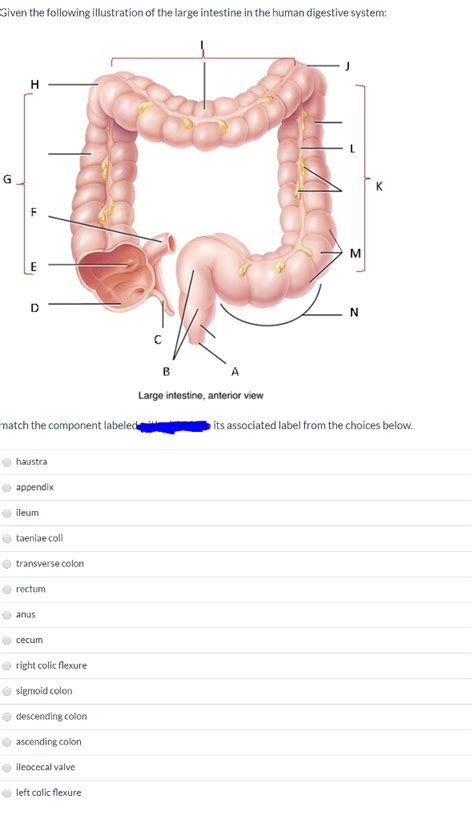 Solved Given The Following Illustration Of The Large