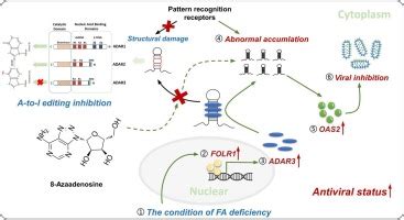 Folate Metabolism Negatively Regulates OAS Mediated Antiviral Innate