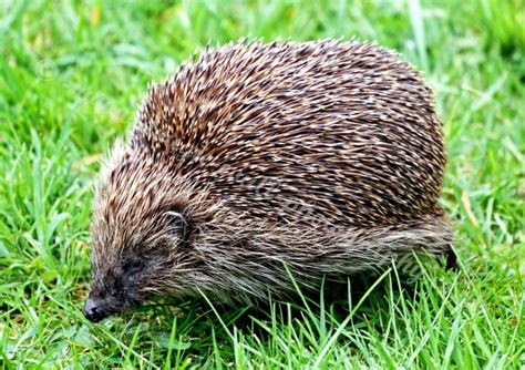 Dougie Coull Photography Hedgehog