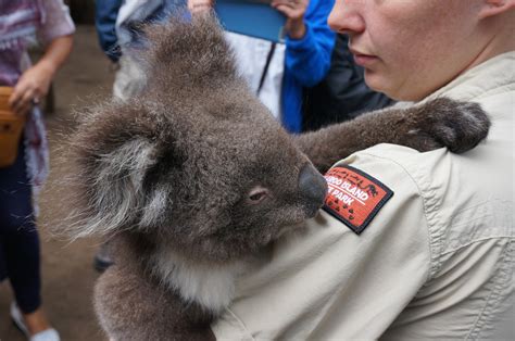 Kangaroo Island Wildlife Park