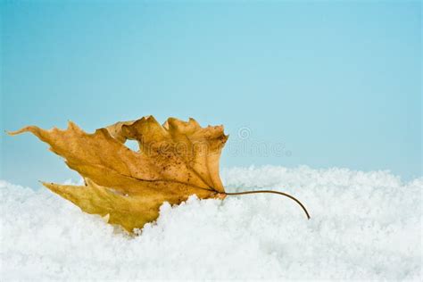 Frosty Leaf Stock Image Image Of Blue Winter Snow Freeze 6839159