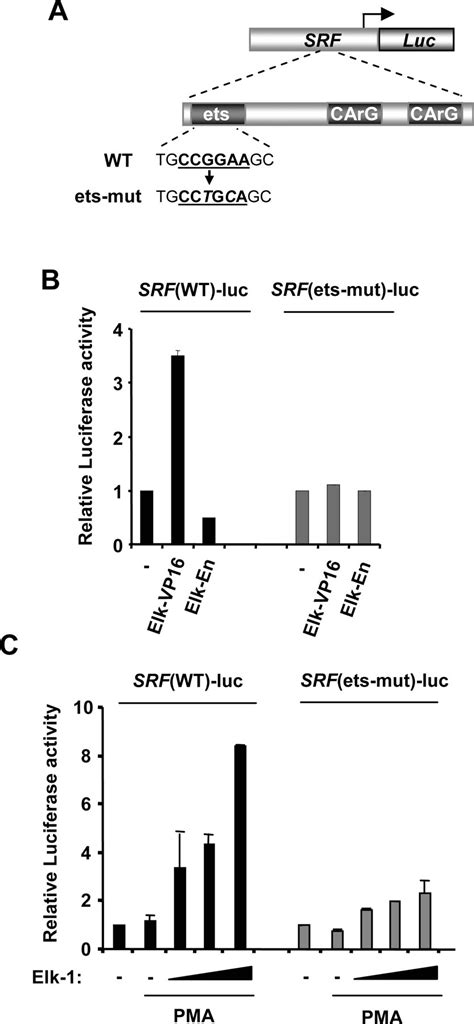 The Ets Domain Transcription Factor Elk 1 Regulates The Expression Of