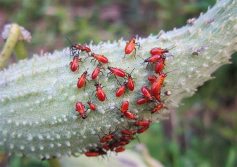 Milkweed Bugs Project Noah