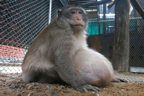 Obese monkey that went on diet will be released into wild