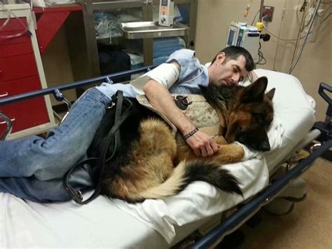 German Shepherd Service Dog For Veterans Service Nsw