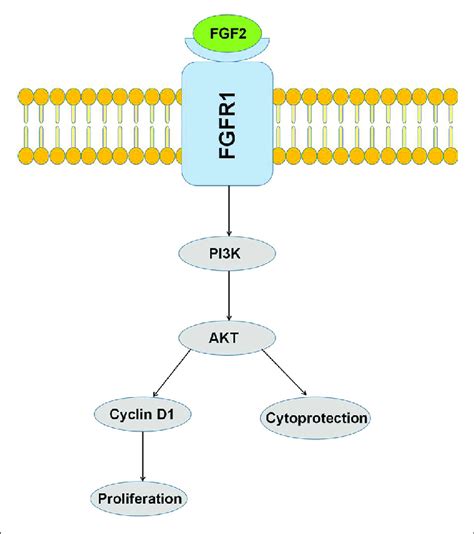 Activation Of The Pi K Akt Pathway By Fgf Leads To Cytoprotection