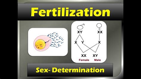 Fertilization Sex Determination In Detail Part Class