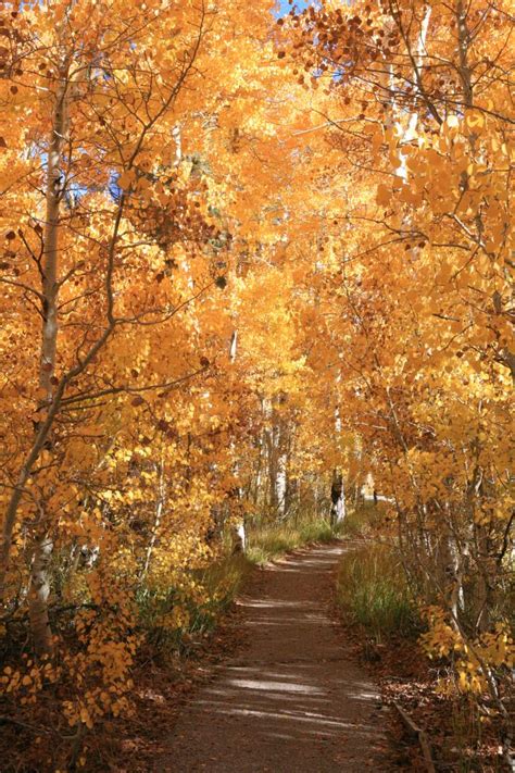 Fall Colors in Mammoth Lakes | Mammoth Lakes Real Estate