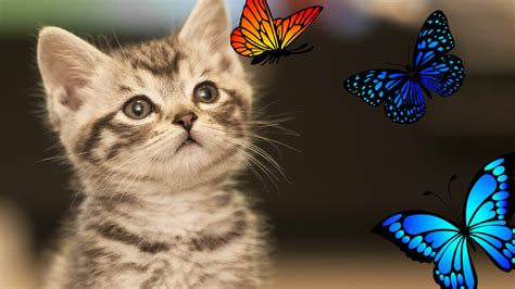 Juego Para Gatos De Mariposas Azules 🦋🐱 Juegos Para Gatos Gatos