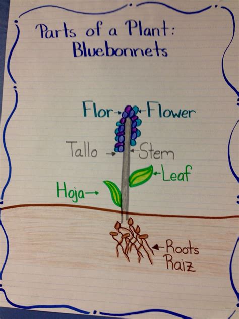 Parts Of A Plant Partes De Una Planta Blue Bonnet Bilingual Anchor Chart Texas Pre K