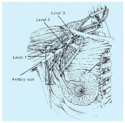 Breast Basicmedical Key