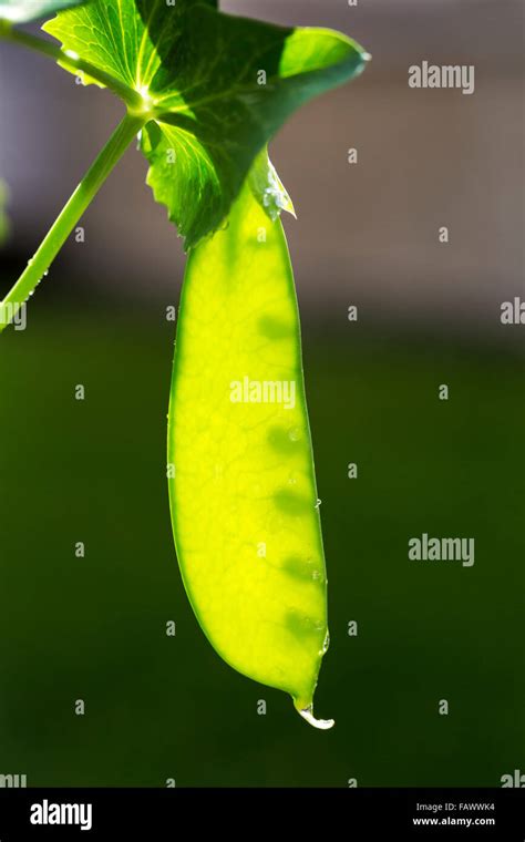 Garden Pea Pisum Sativum Ripe Hi Res Stock Photography And Images Alamy