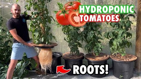 How To Grow Kratky Hydroponic Tomatoes Hoocho