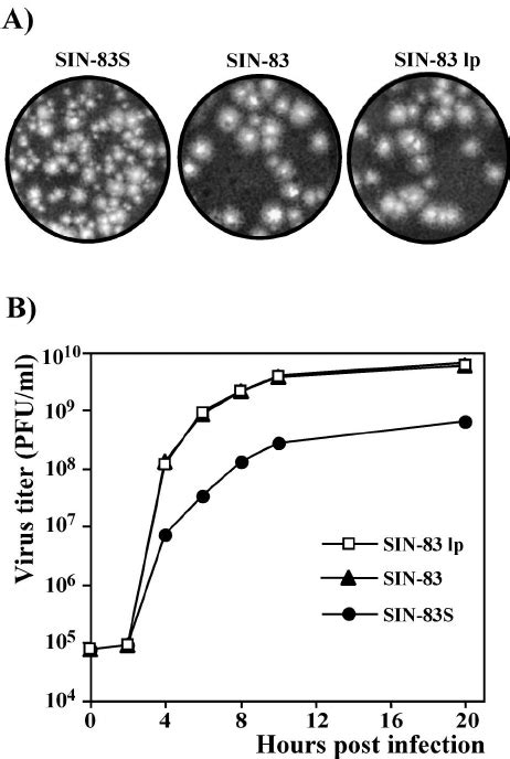 Analysis Of Plaque Morphology And Virus Replication In Bhk Cells