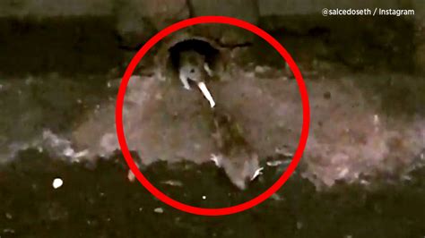 VIDEO: 2 rats battle over French fry in NYC subway station - ABC7 Chicago