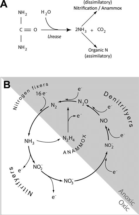 The Degradation Of Urea And The Nitrogen Cycle A A Simplification Of