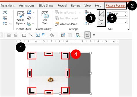 How To Crop A Picture In Powerpoint Step By Step