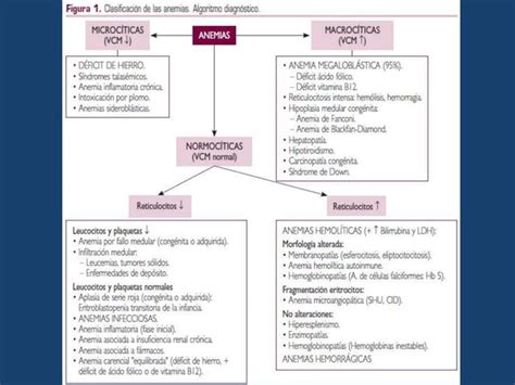 Interpretaci N Del Hemograma Pedi Trico Ppt