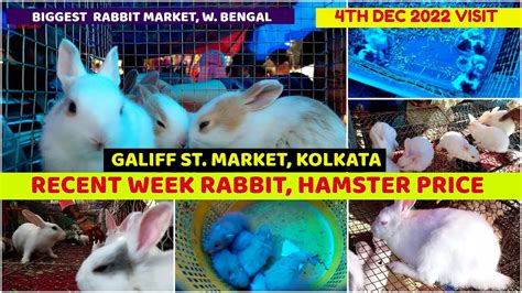 Recent Week Rabbit Hamster Price Galiff Street Cheapest Pet Market