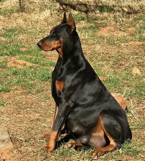 Doberman Pinscher Puppies For Sale Redding Ca