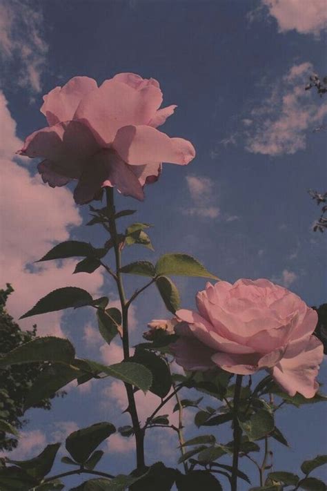 Aesthetic Wallpaper Vintage Rosa