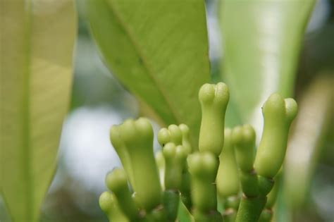 Primer Plano De La Flor De Clavo De Indonesia O Conocido Como Syzygium