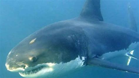 Una joven de 29 años, herida grave tras un ataque de un tiburón toro en ...