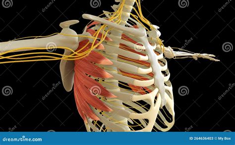 Serratus Anterior Muscle Anatomy For Medical Concept D Rendering Stock