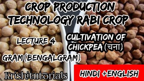 Chickpea Bengal Gram Chana Gram Crop Production