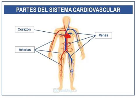 Partes Del Sistema Cardiovascular Ara Blog